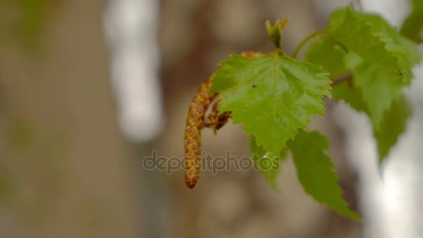 Birch twig with catkins — Stock Video