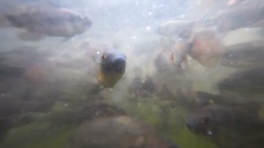 Sorunlu sularda balık sürüsü