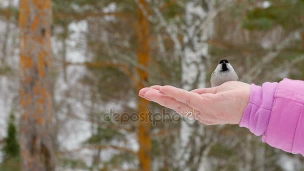 Uccello nelle donne mano mangiare semi — Video Stock