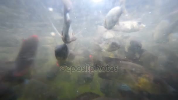 Um bando de peixes em águas agitadas — Vídeo de Stock