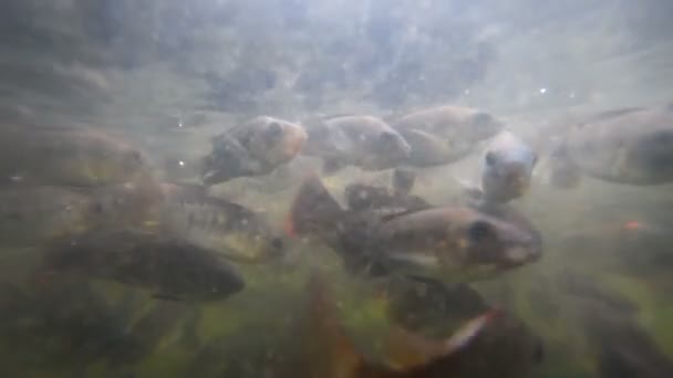 Een kudde van vissen in troebel water — Stockvideo