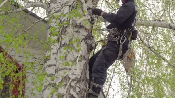 Arborist cutting branch of the birch — Stock Video