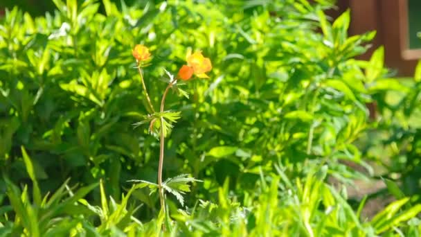 Trollius asiaticus orange flowers — Stock Video