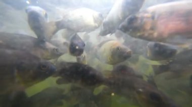 Sorunlu sularda balık sürüsü