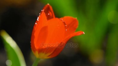 Yağmur altında kırmızı lale çiçek