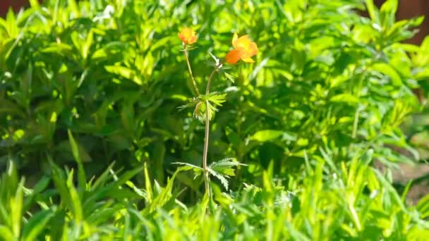 Trollius asiaticus orange flowers — Stock Video