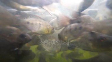 Sorunlu sularda balık sürüsü