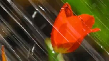 Yağmur altında kırmızı lale çiçek