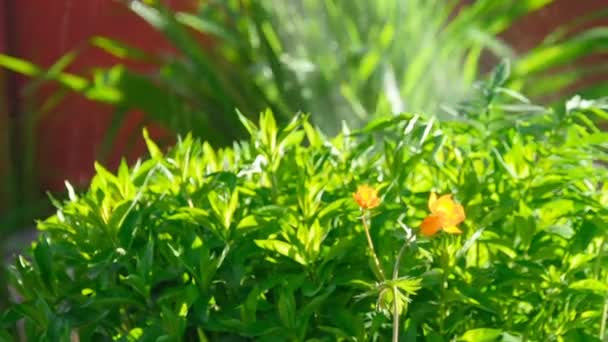 Trollius asiaticus flores de color naranja — Vídeos de Stock