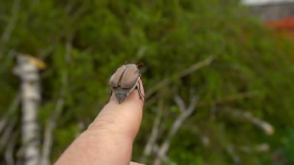 Maybug на пальце — стоковое видео