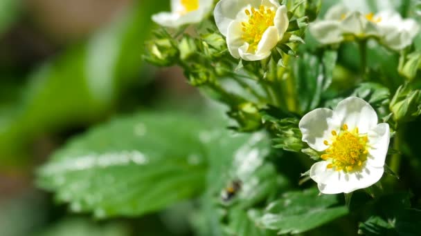 Abeja en flores de fresa — Vídeo de stock