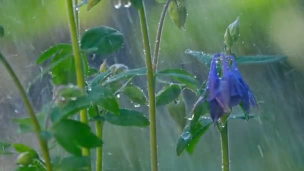 Flor azul Columbine sob chuva — Vídeo de Stock