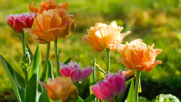 Террі тюльпани після дощу — стокове відео