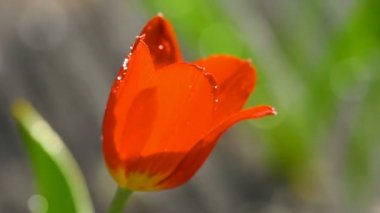 İrrgation akış altında kırmızı lale çiçek