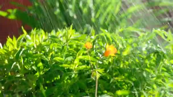Trollius asiaticus πορτοκαλί λουλούδια — Αρχείο Βίντεο