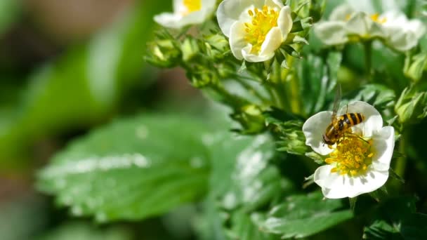 Бджола на полуничних квітах — стокове відео