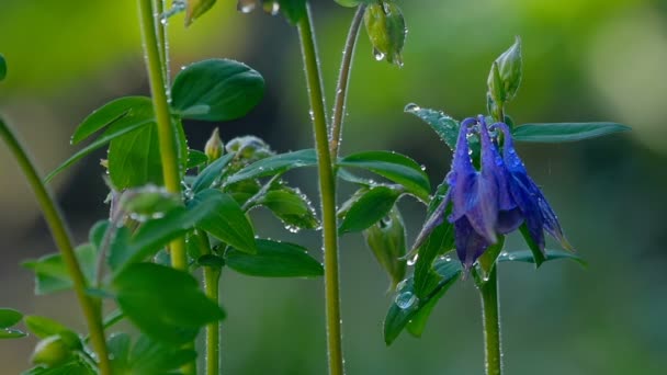 Blå columbine blomma efter regn — Stockvideo