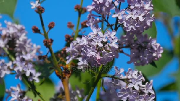 白上淡紫色的花蝴蝶 — 图库视频影像