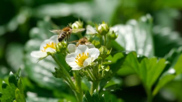 Бджола на полуничних квітах — стокове відео