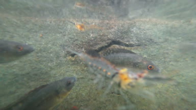 Sorunlu sularda balık sürüsü