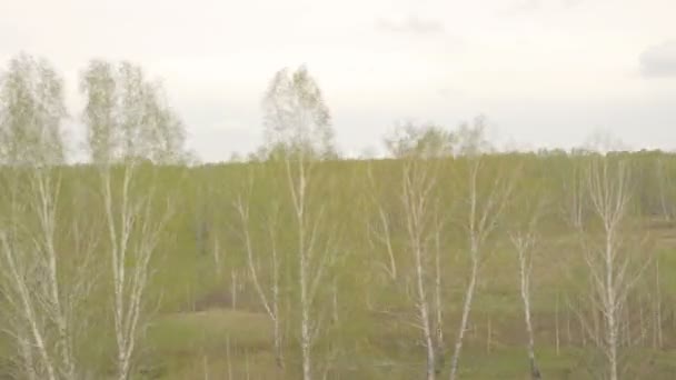 Siberische lente landschap — Stockvideo