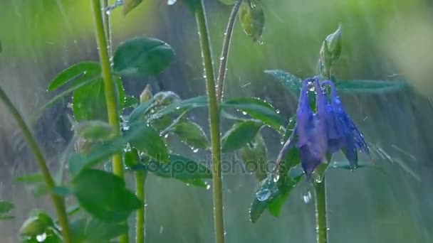 Blauwe Columbine bloem onder regen — Stockvideo