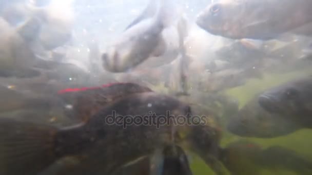 Ein Schwarm Fische in unruhigen Gewässern — Stockvideo