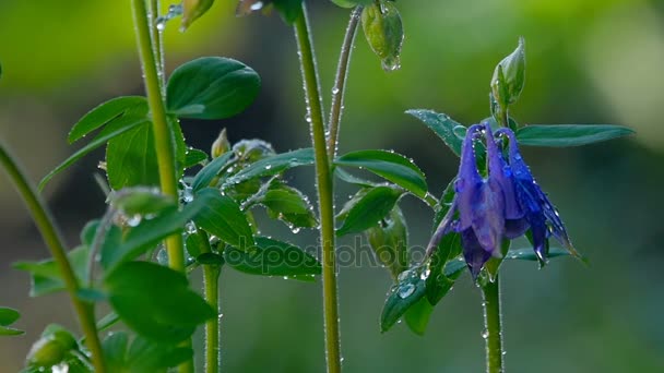 Blaue Akelei blüht im Regen — Stockvideo