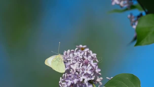 Mariposa blanca sobre flores lila — Vídeos de Stock