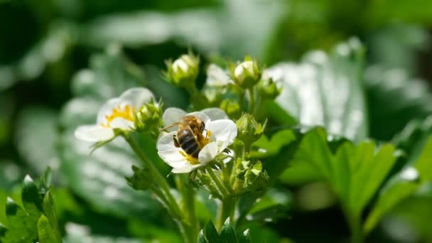 Çilek çiçek arıya — Stok video