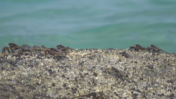 Caranguejos na rocha na praia — Vídeo de Stock