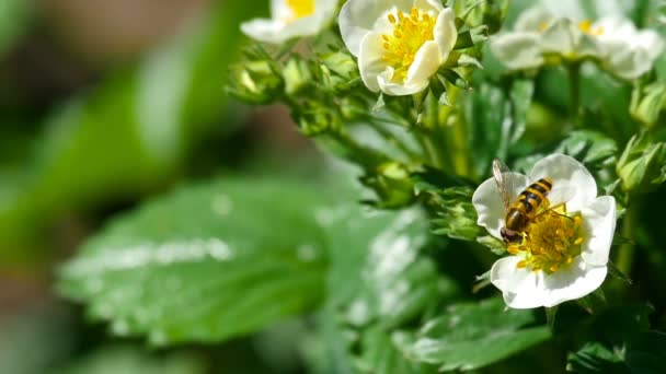 Bee op aardbei bloemen — Stockvideo