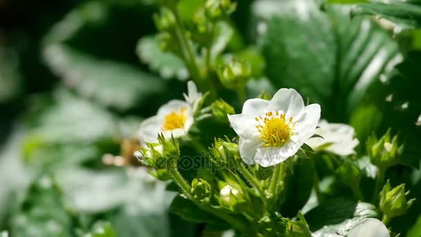 Abeja en flores de fresa — Vídeos de Stock