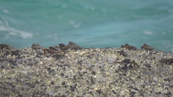 Cangrejos en la roca en la playa — Vídeos de Stock
