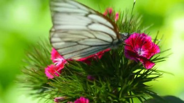 Siyah damarlı beyaz kelebek