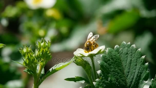 Пчела на клубничных цветах — стоковое видео