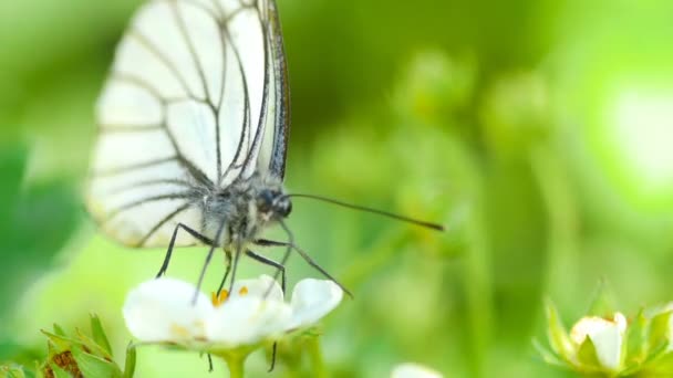 Mariposa blanca veteada negra — Vídeo de stock