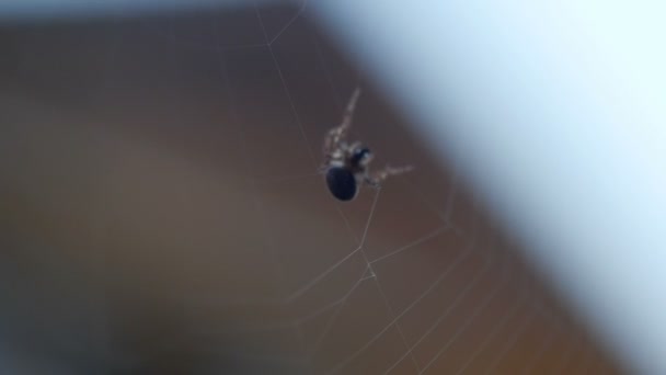 Aranha tece uma teia — Vídeo de Stock