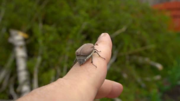 Maybug på fingret — Stockvideo