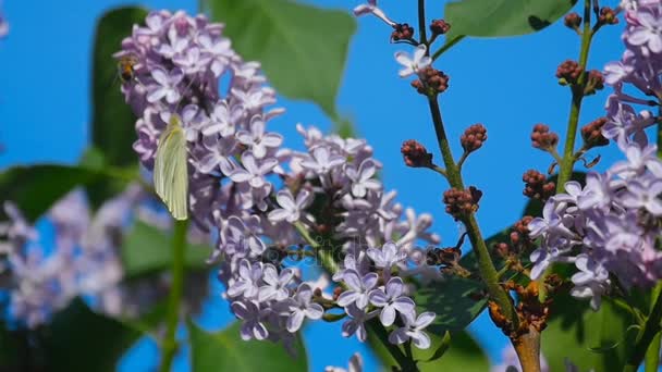 Mariposa blanca sobre flores lila — Vídeos de Stock