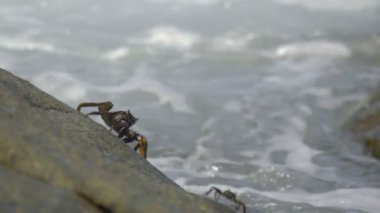 Sahilde rock üzerinde Yengeç