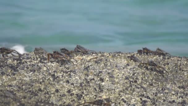 Caranguejos na rocha na praia — Vídeo de Stock