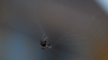 bir web Spider örgüleri