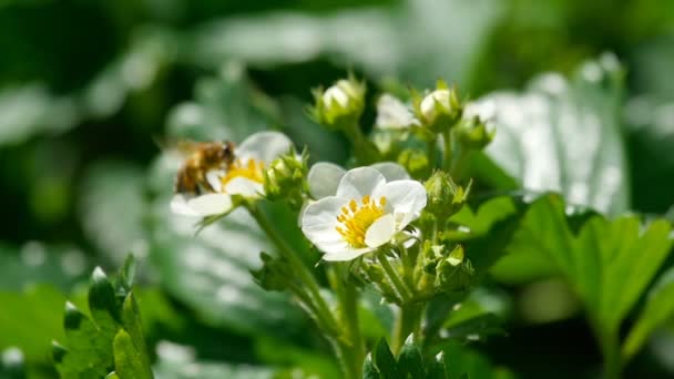 Abeille sur les fleurs de fraise — Video