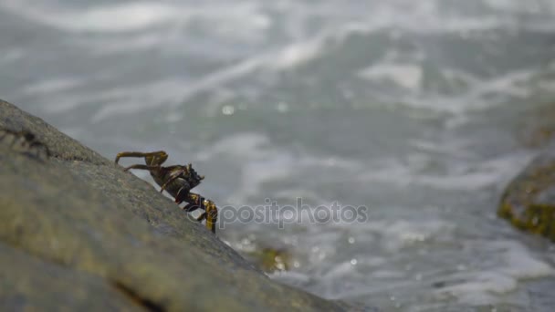 在海边岩石上的螃蟹 — 图库视频影像
