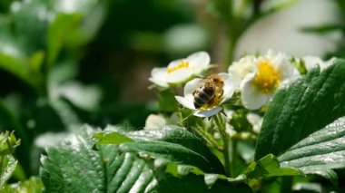 Çilek çiçek arıya