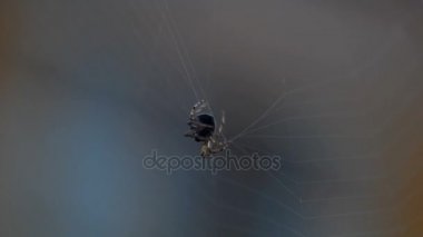 bir web Spider örgüleri