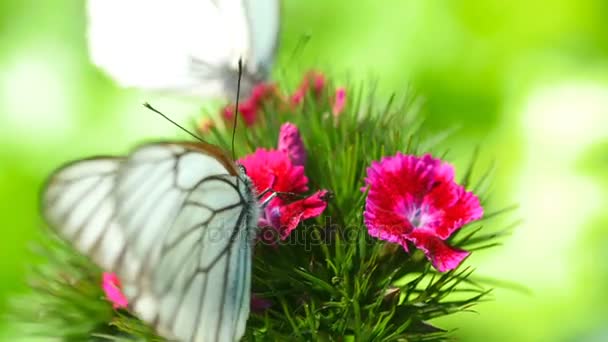 Mariposa blanca veteada negra — Vídeos de Stock