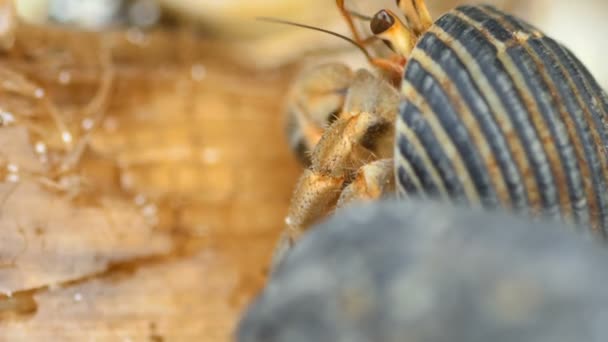 Hermit crabs eating — Stock Video