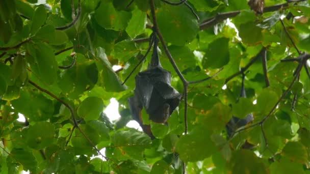 Flying fox hanging on a tree branch — Stock Video